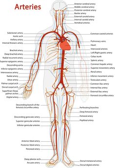 the human body's major blood vessels are labeled in red and white, with labels on