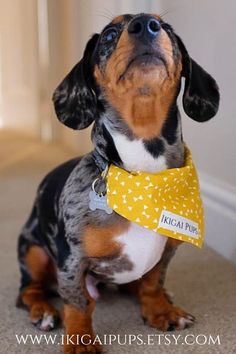 a dachshund dog wearing a yellow bandana