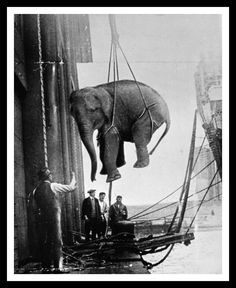 an elephant hanging from the side of a building with people standing on top of it