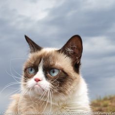 a close up of a cat with blue eyes looking at the camera on a cloudy day