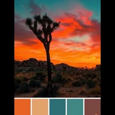 a desert scene with the sun setting in the distance and a cactus tree silhouetted against an orange sky