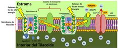 an image of the inside of a cell with different parts labeled in spanish and english