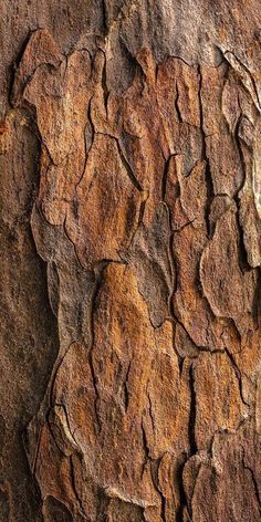 the bark of an old tree is brown