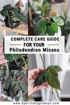 the complete guide for how to care for your philoderon micans, including houseplants and plants