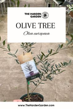 an olive tree in a pot with the label on it