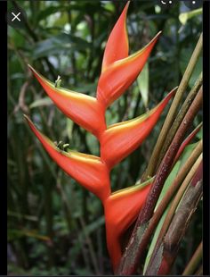 a red and yellow bird of paradise plant with green leaves