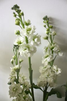 three white flowers are in a vase on a table next to a wall and a potted plant