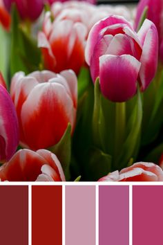 a bunch of pink tulips with different shades