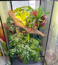 several plants are in pots and on the floor next to each other, including one large snake