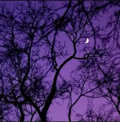 the moon is seen through the branches of trees