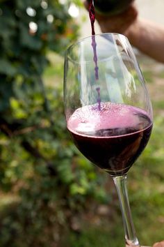 a person pouring red wine into a glass in front of some bushes and trees on a sunny day