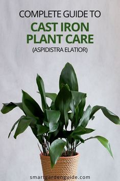 the complete guide to cast iron plant care aspidstra elatior by smart garden guides