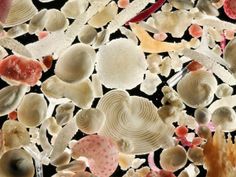 many different types of sea shells and corals