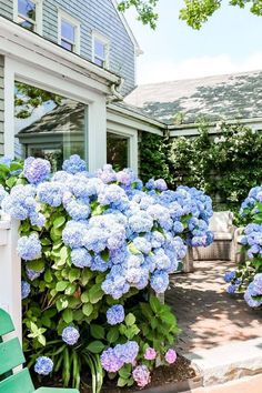 blue hydrangeas in front of a house with a green bench on the side