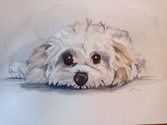 a watercolor painting of a white dog laying on the ground with his head down