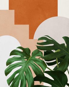 a large green plant sitting in front of a white and orange wall with geometric shapes