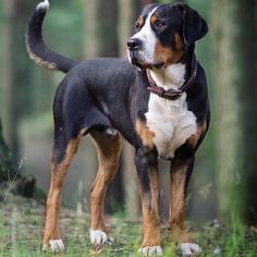 a black and brown dog standing in the woods