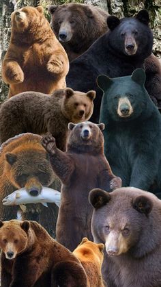 a group of bears standing next to each other