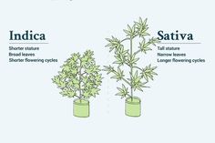 three different types of plants that are labeled