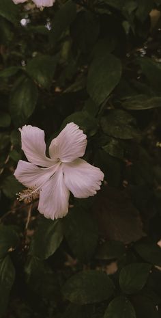 a flower that is sitting in the middle of some leaves on a tree branch with green leaves around it