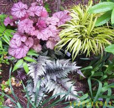 several different types of plants in a garden