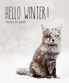 a red fox sitting in the snow with words hello winter please be good on it