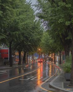 a wet street lined with trees and buildings