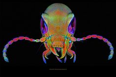 an x - ray image of the head and neck of a squid