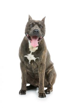 a brown and white dog sitting down with its tongue out