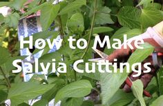 a person cutting leaves with scissors in the bushes and text overlay reads how to make salvia cuttings