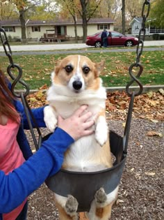 a woman holding a dog in a swing