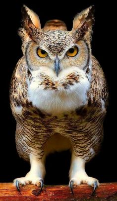 an owl sitting on top of a wooden branch with its eyes wide open and looking at the camera