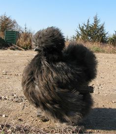 a fluffy black bird sitting on top of a dirt field