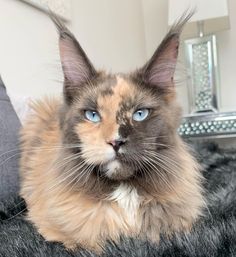 a close up of a cat with blue eyes on a bed near a mirror and lamp