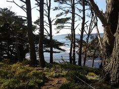 some trees and water on a sunny day by the beach with no one in it