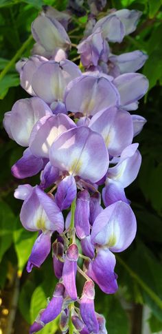 purple flowers are blooming in the garden