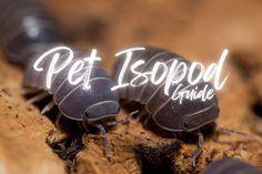 two black bugs with the words pet ispood guide written in white on them