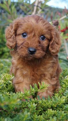 a small brown dog sitting in the grass