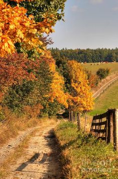 a dirt road that is next to a fence and trees with yellow leaves on it