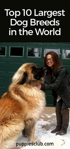 a woman petting a dog in the snow with text overlay that reads top 10 largest dog breeds in the world