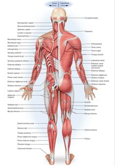 the muscles and their major structures are labeled in this diagram, with labels on each side