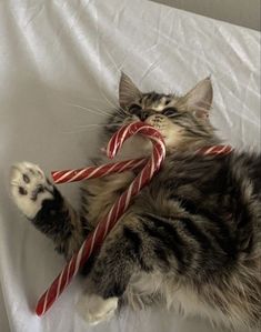 a cat laying on its back with two candy canes in it's mouth