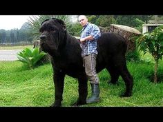 a man standing next to a large black dog on top of a lush green field