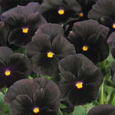 black pansies with yellow centers in a garden