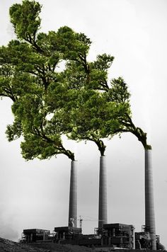 three tall trees with green leaves growing out of them