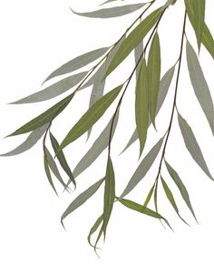 the branches of an eucalyptus tree with green leaves on it, against a white background