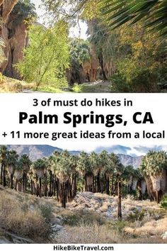 palm trees with the words 3 must do hikes in palm springs, ca and 1 more great ideas from a local