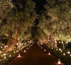 rows of trees lined with lit candles in the middle of a path at night time