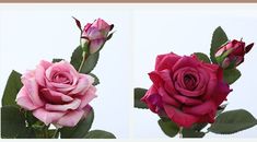 two pictures of pink roses with green leaves and one has red flowers on it, the other is purple