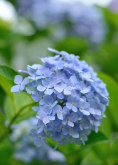 a blue flower with the words happy friday written in thai on it and green leaves